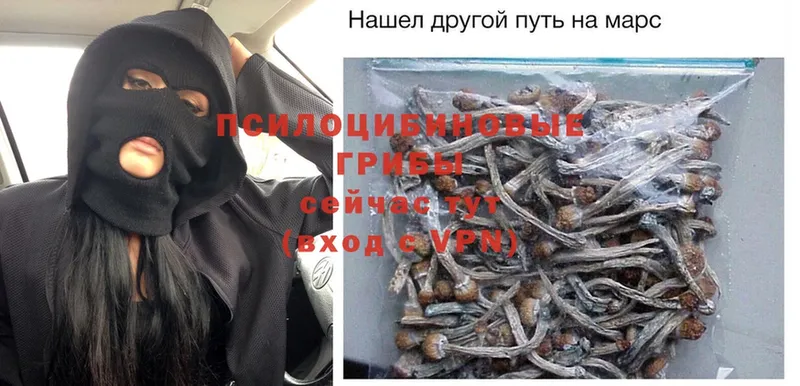 Галлюциногенные грибы Psilocybe Новопавловск